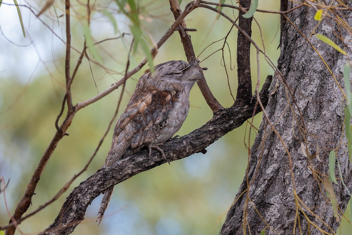 Tawny Frogmouth - ML632434718