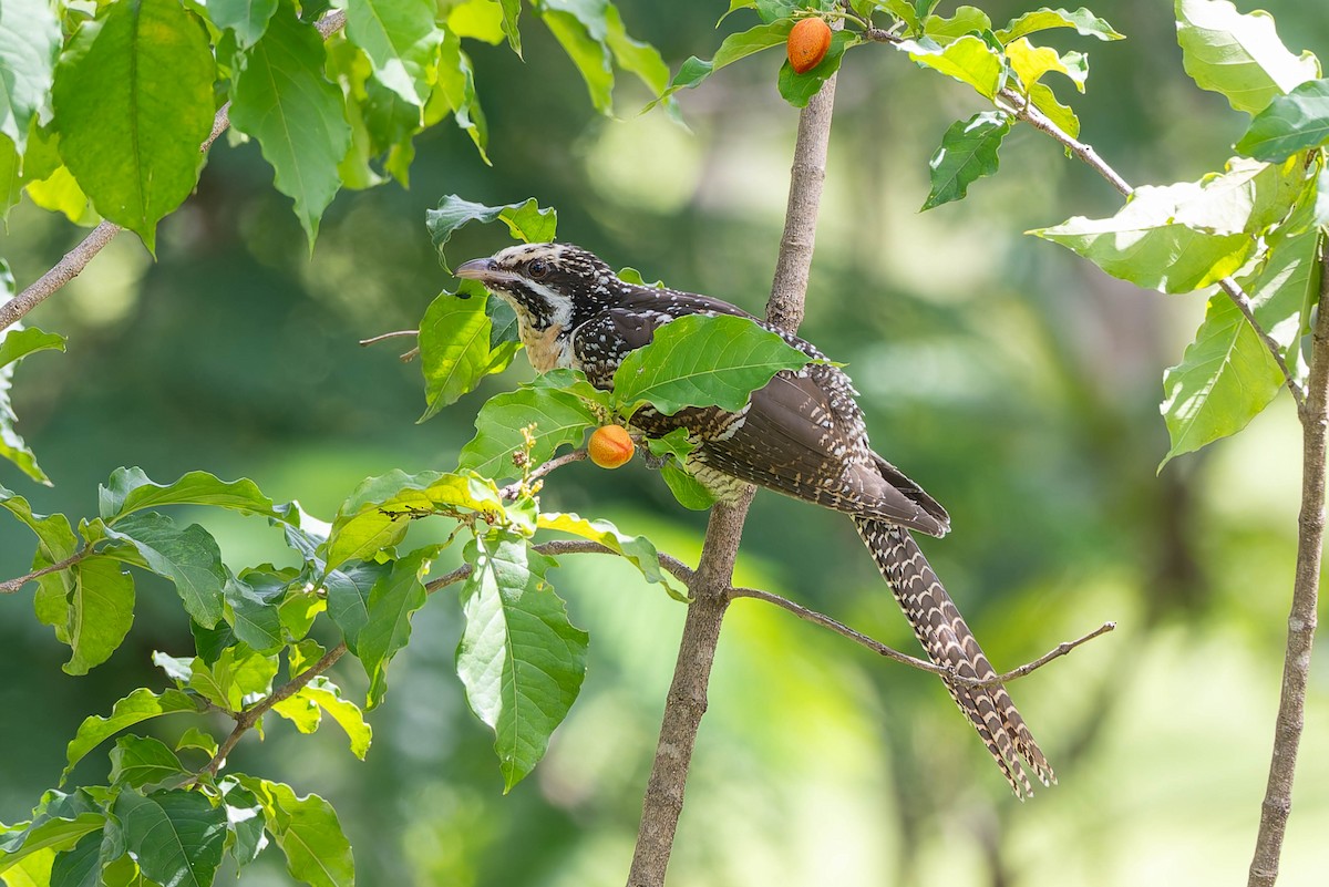 Pacific Koel (Australian) - ML632434732