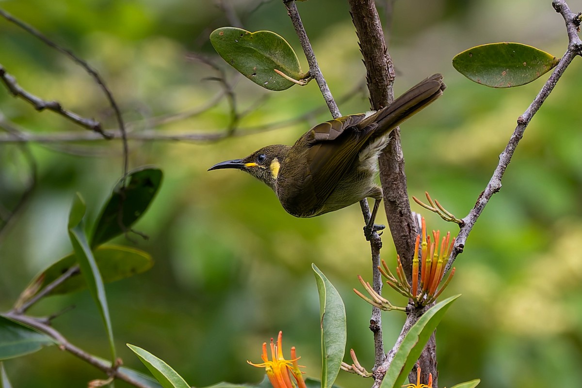 Cryptic Honeyeater - ML632434748