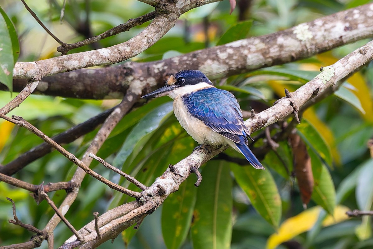 Forest Kingfisher - ML632434749
