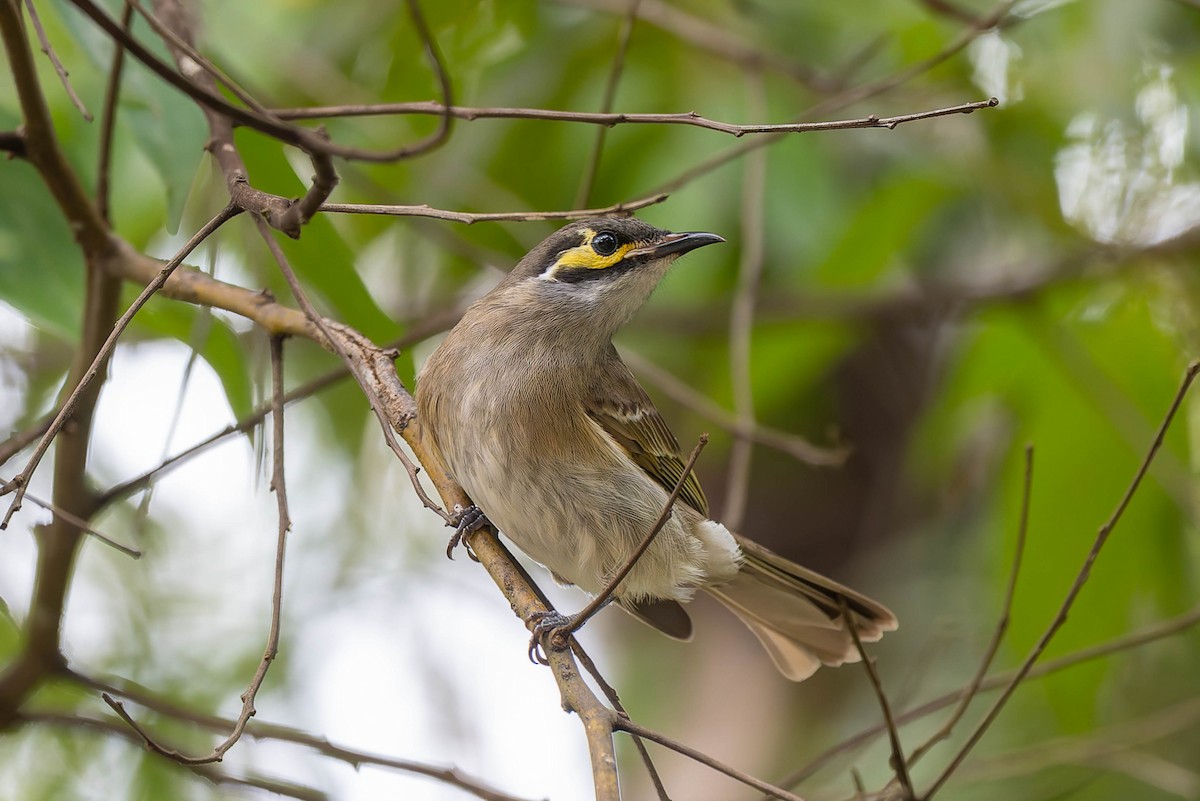 Yellow-faced Honeyeater - ML632434751