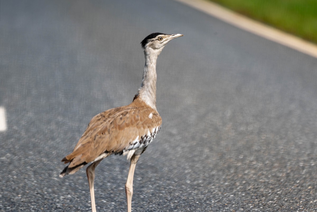 Australian Bustard - ML632434756