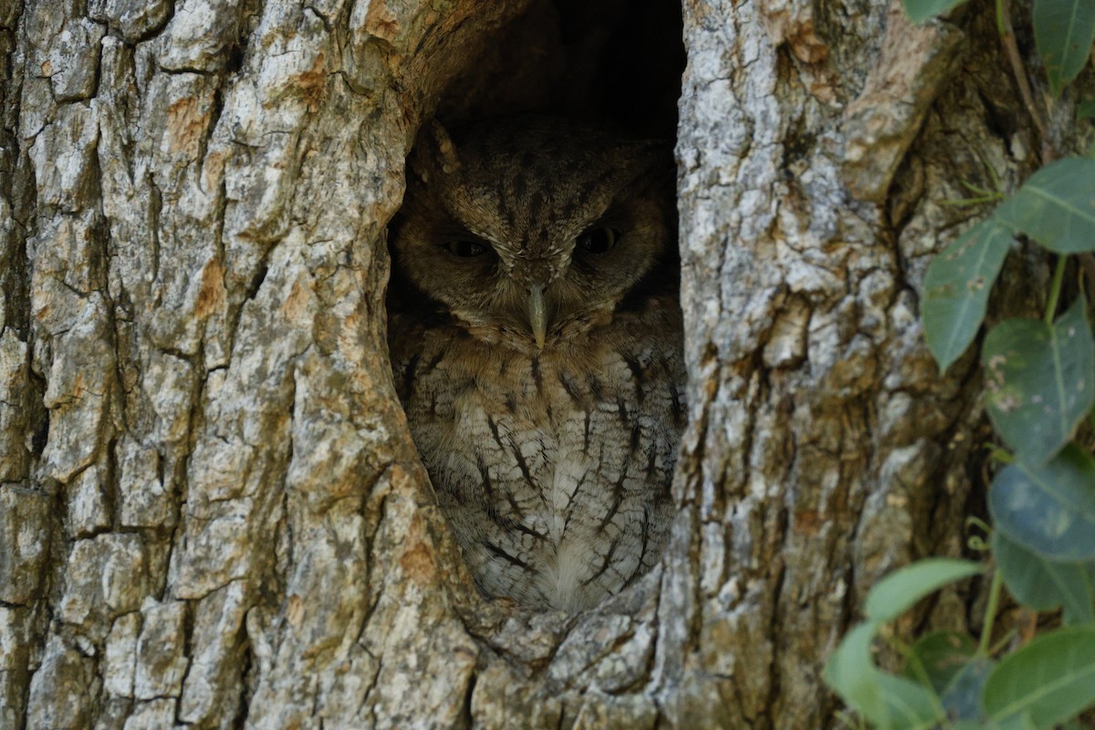 Tropical Screech-Owl - ML632434914