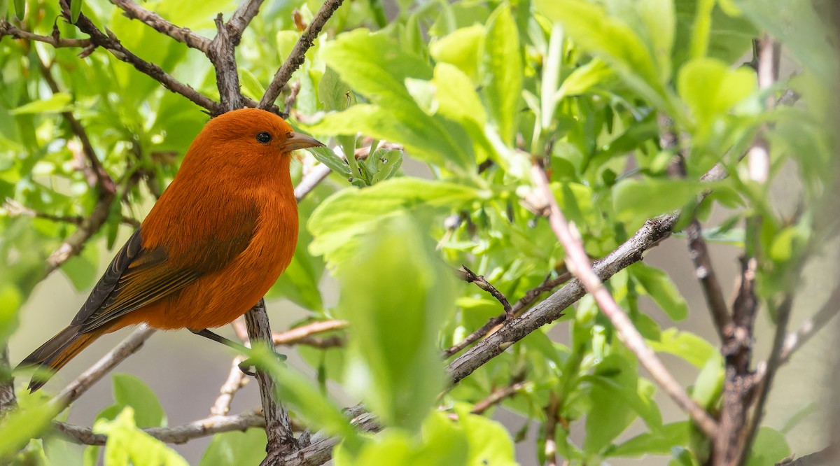 Hawaii Akepa - Friedemann Arndt