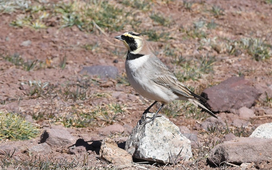 Hegatxabal adarduna - Asier Sarasua