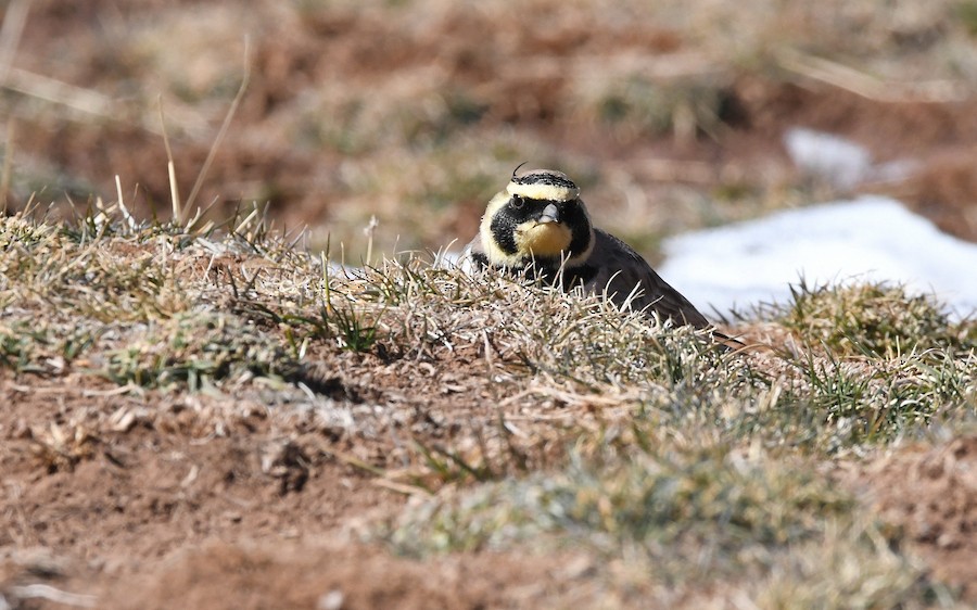 Hegatxabal adarduna - Asier Sarasua