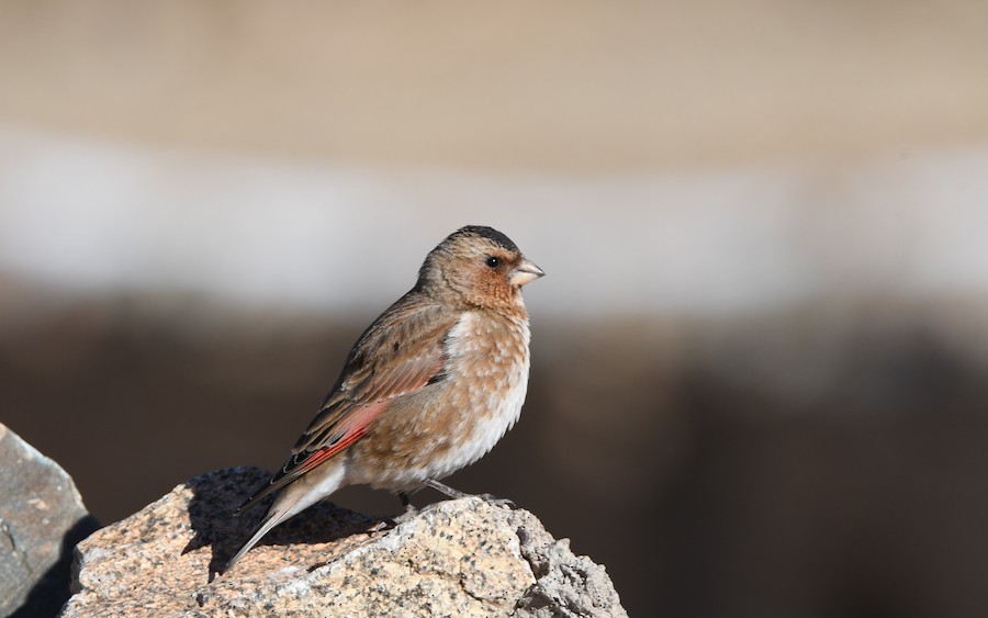 Crimson-winged Finch - Asier Sarasua