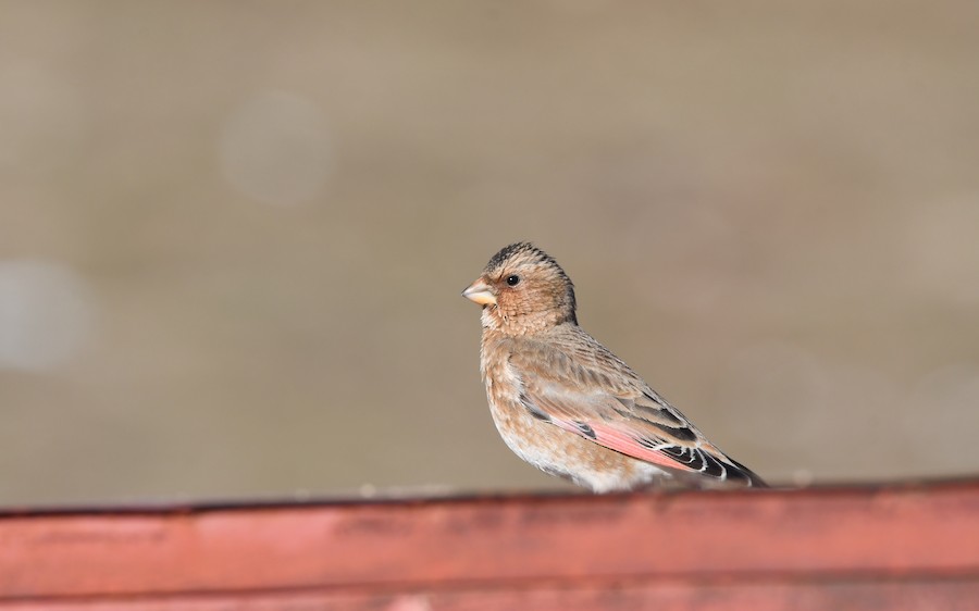 Crimson-winged Finch - Asier Sarasua