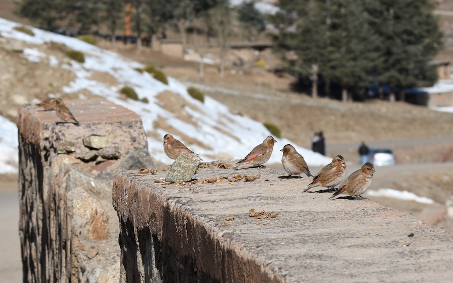 Crimson-winged Finch - Asier Sarasua