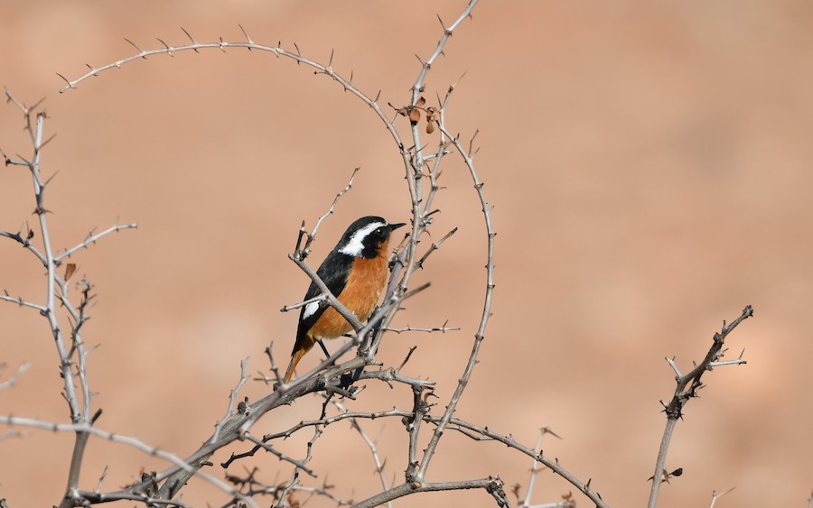 Moussier buztangorria - Asier Sarasua