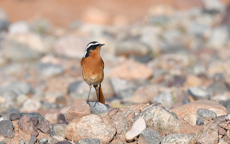 Moussier buztangorria - Asier Sarasua