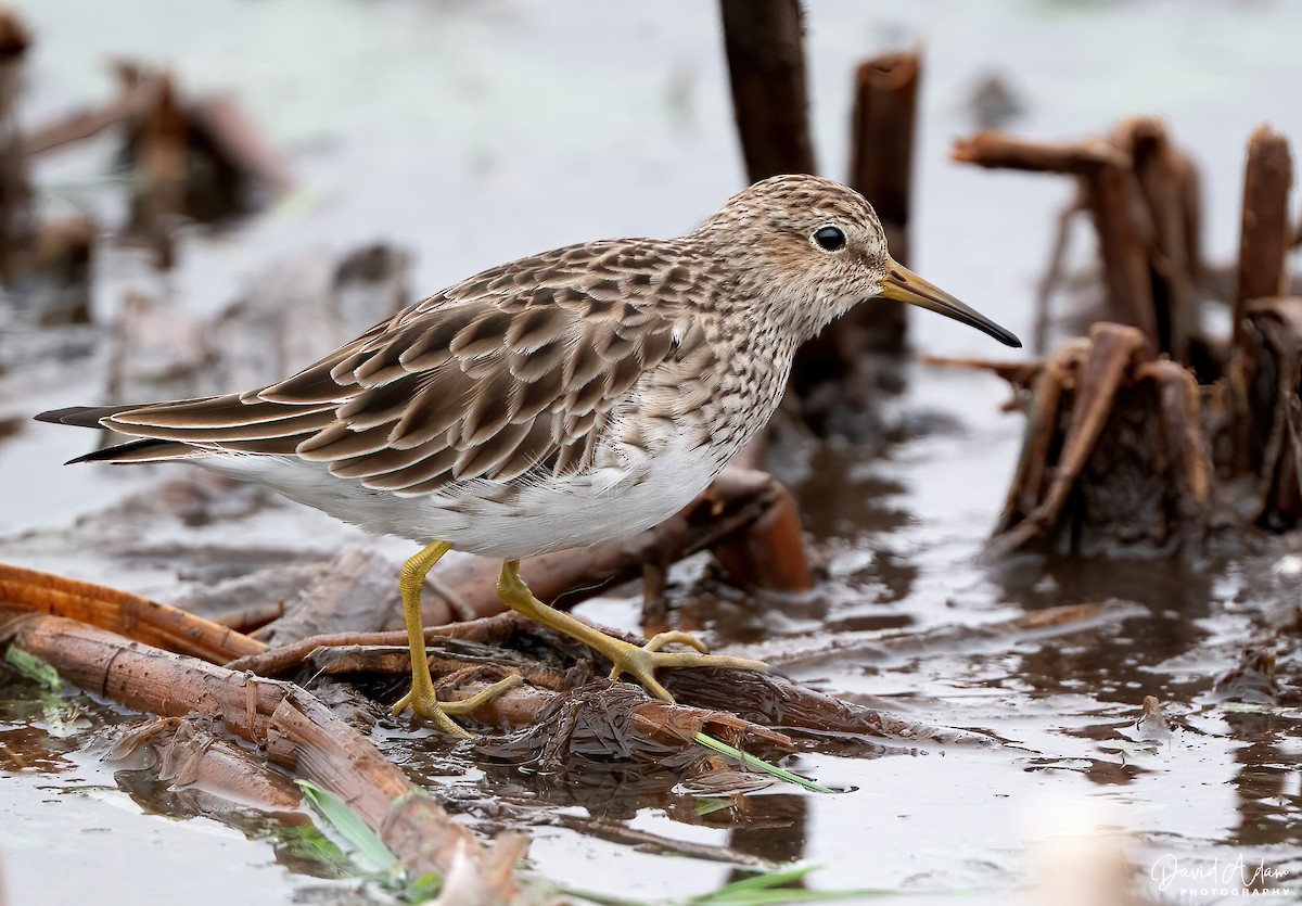 Graubrust-Strandläufer - ML632435104