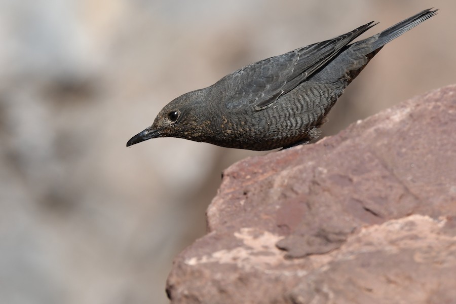 Harkaitz-zozo urdina - Asier Sarasua