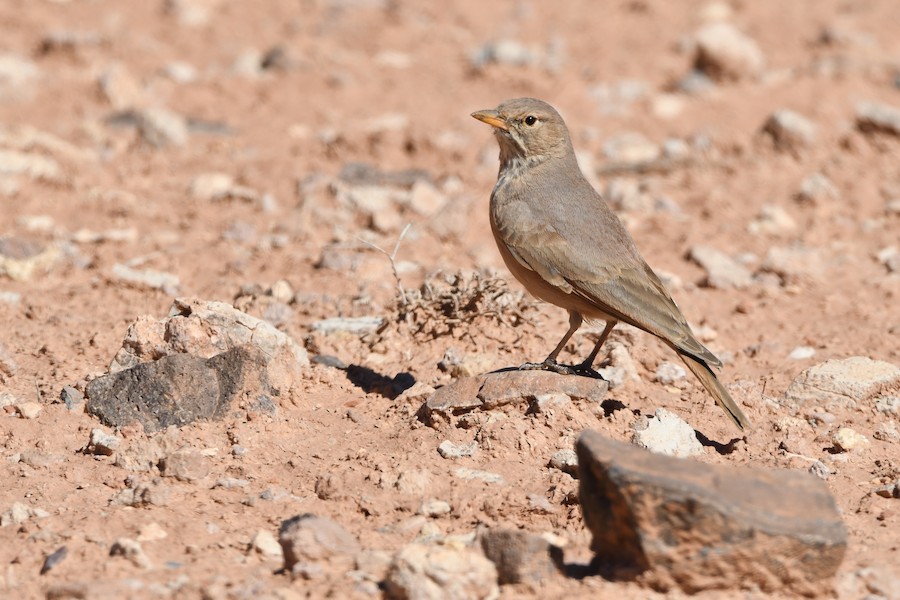 Basamortuko txoriandrea - Asier Sarasua