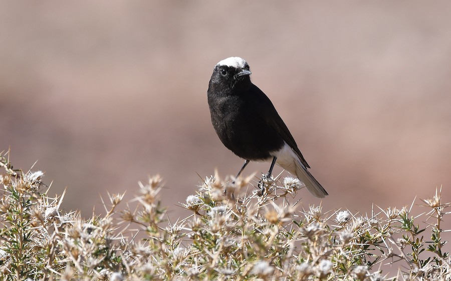 Buztanzuri kaskazuria - Asier Sarasua