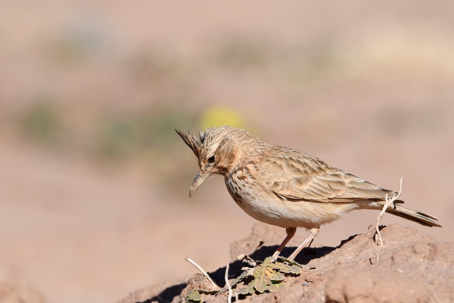 Kutturlio arrunta (magrebtarra) - Asier Sarasua