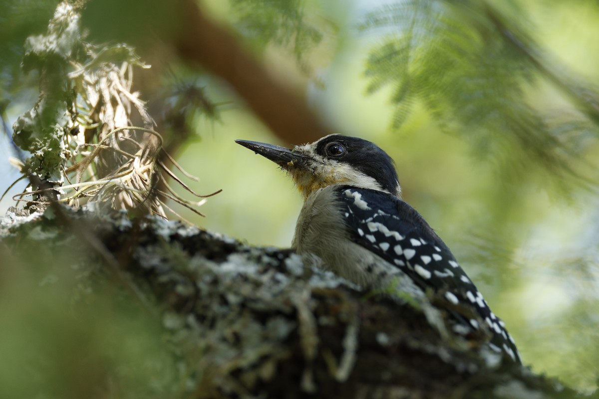 White-fronted Woodpecker - ML632435187