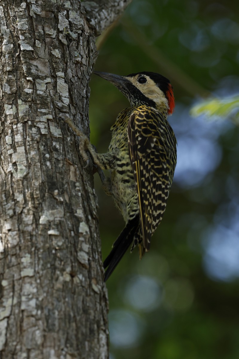 Green-barred Woodpecker - ML632435211