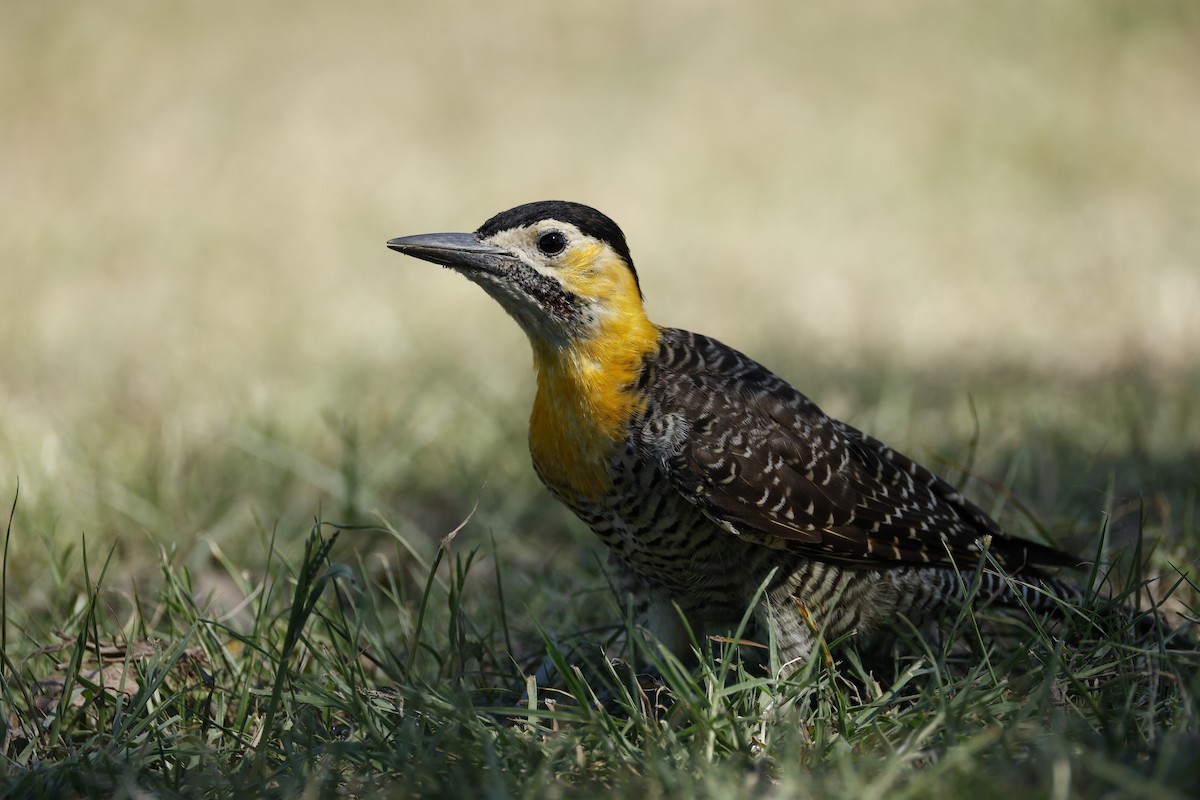 Campo Flicker - ML632435217
