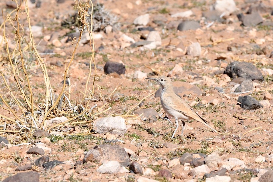 Ibis txoriandrea - Asier Sarasua