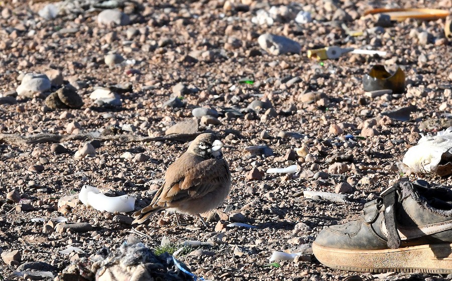 Txoriandre mokolodia - Asier Sarasua