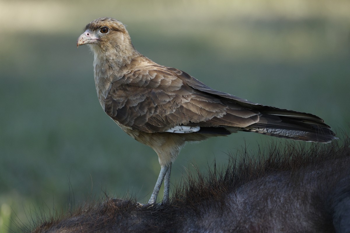 Chimango Caracara - ML632435231