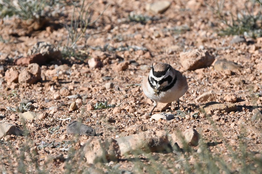 Hegatxabal sahararra - Asier Sarasua