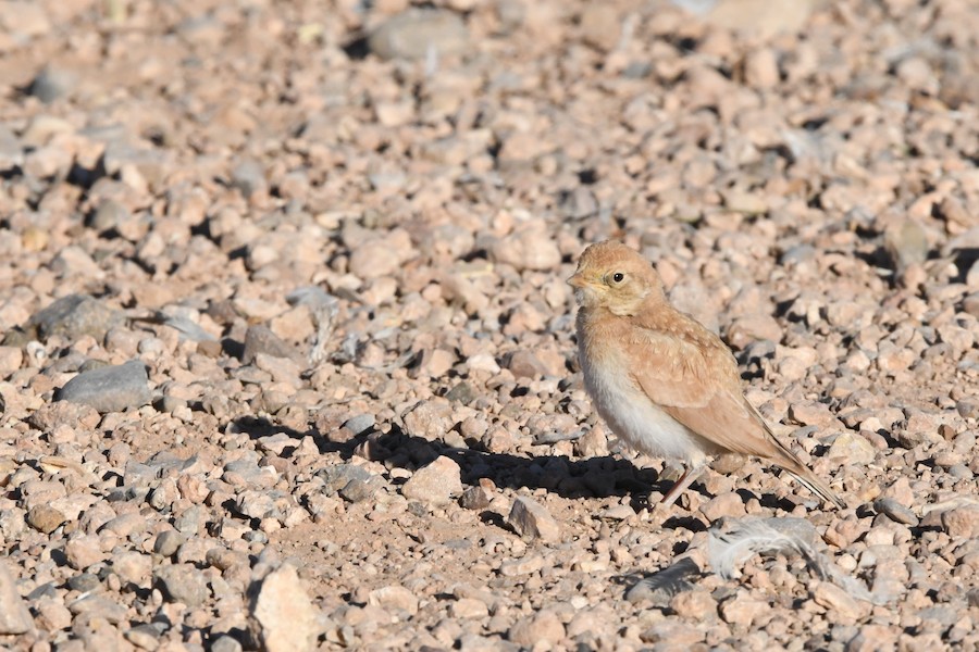 Hegatxabal sahararra - Asier Sarasua