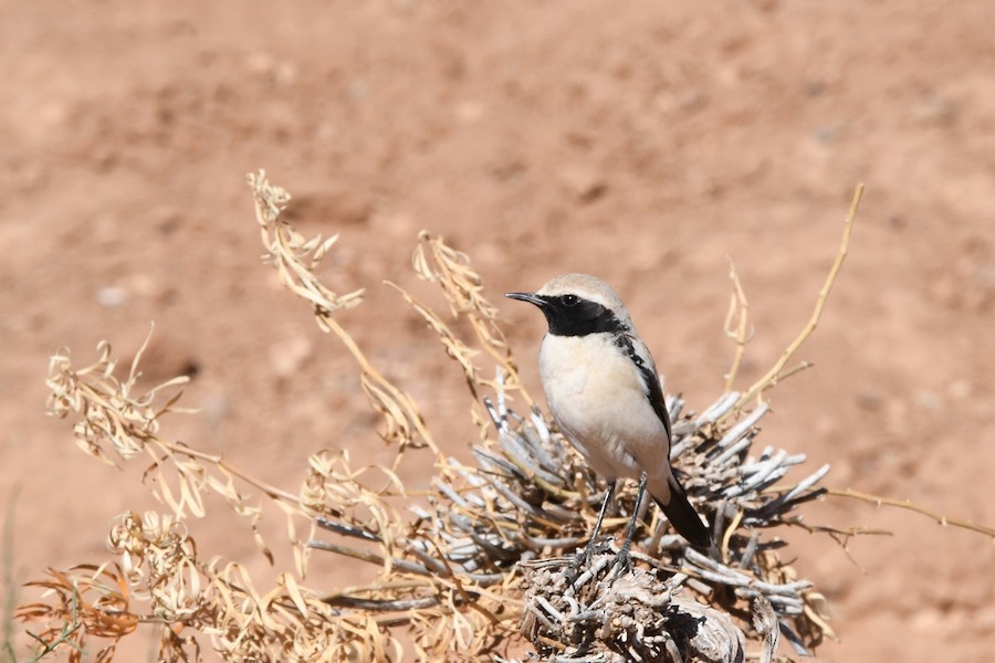 Basamortuko buztanzuria - Asier Sarasua