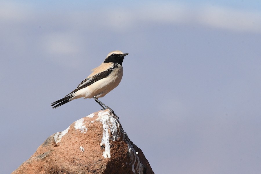 Basamortuko buztanzuria - Asier Sarasua