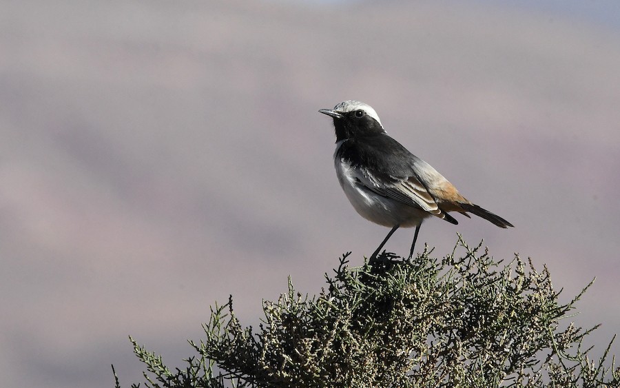 Red-rumped Wheatear - Asier Sarasua