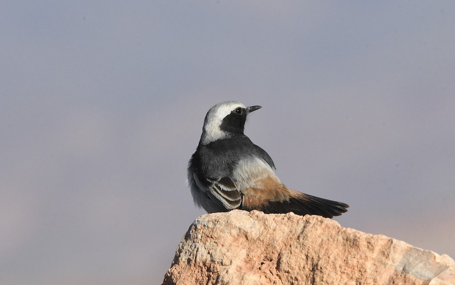 Red-rumped Wheatear - Asier Sarasua