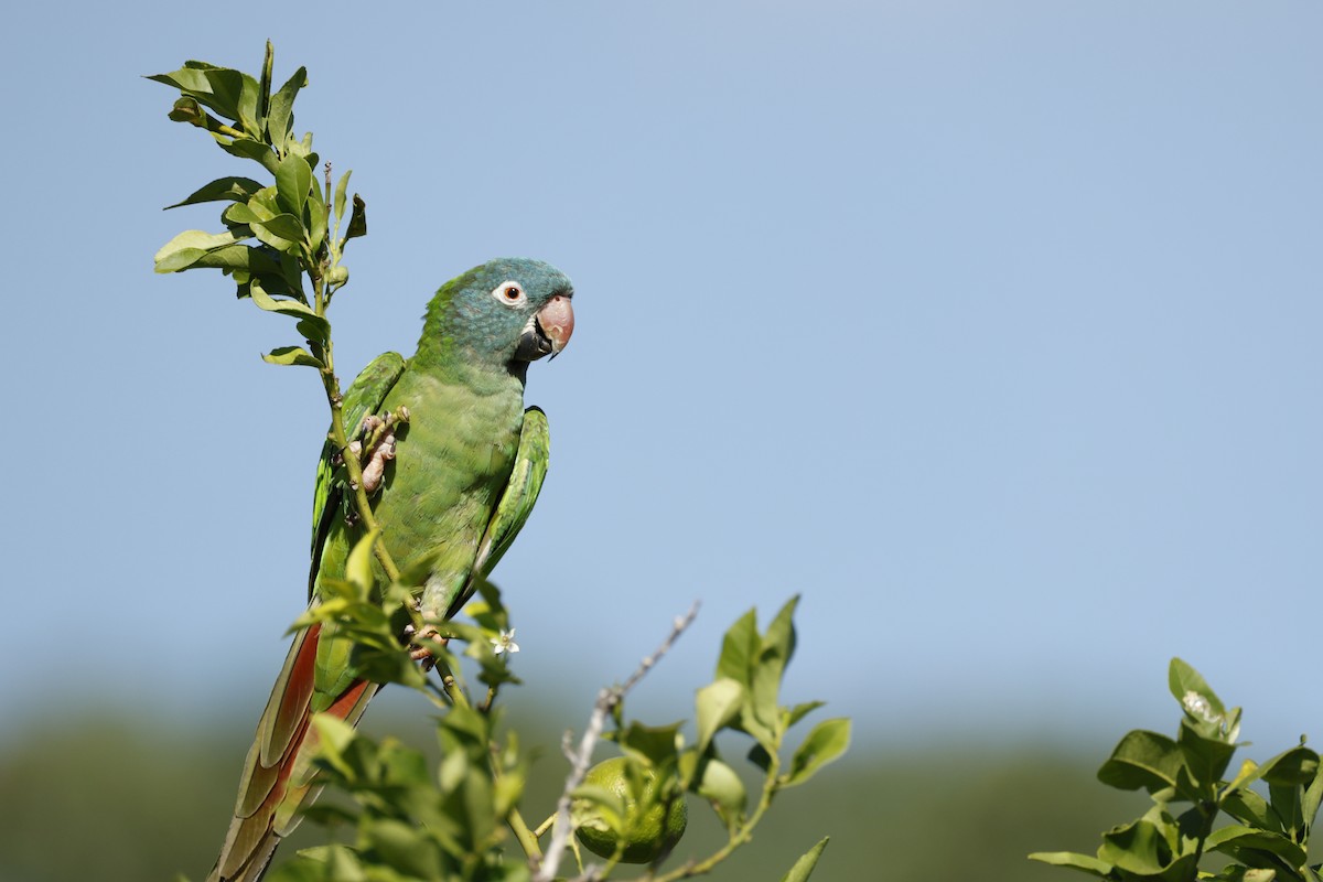 Blue-crowned Parakeet - ML632435252