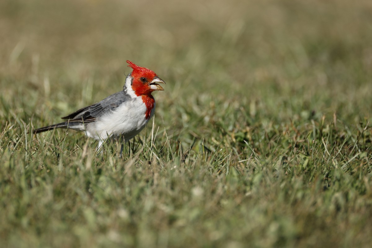 Red-crested Cardinal - ML632435281