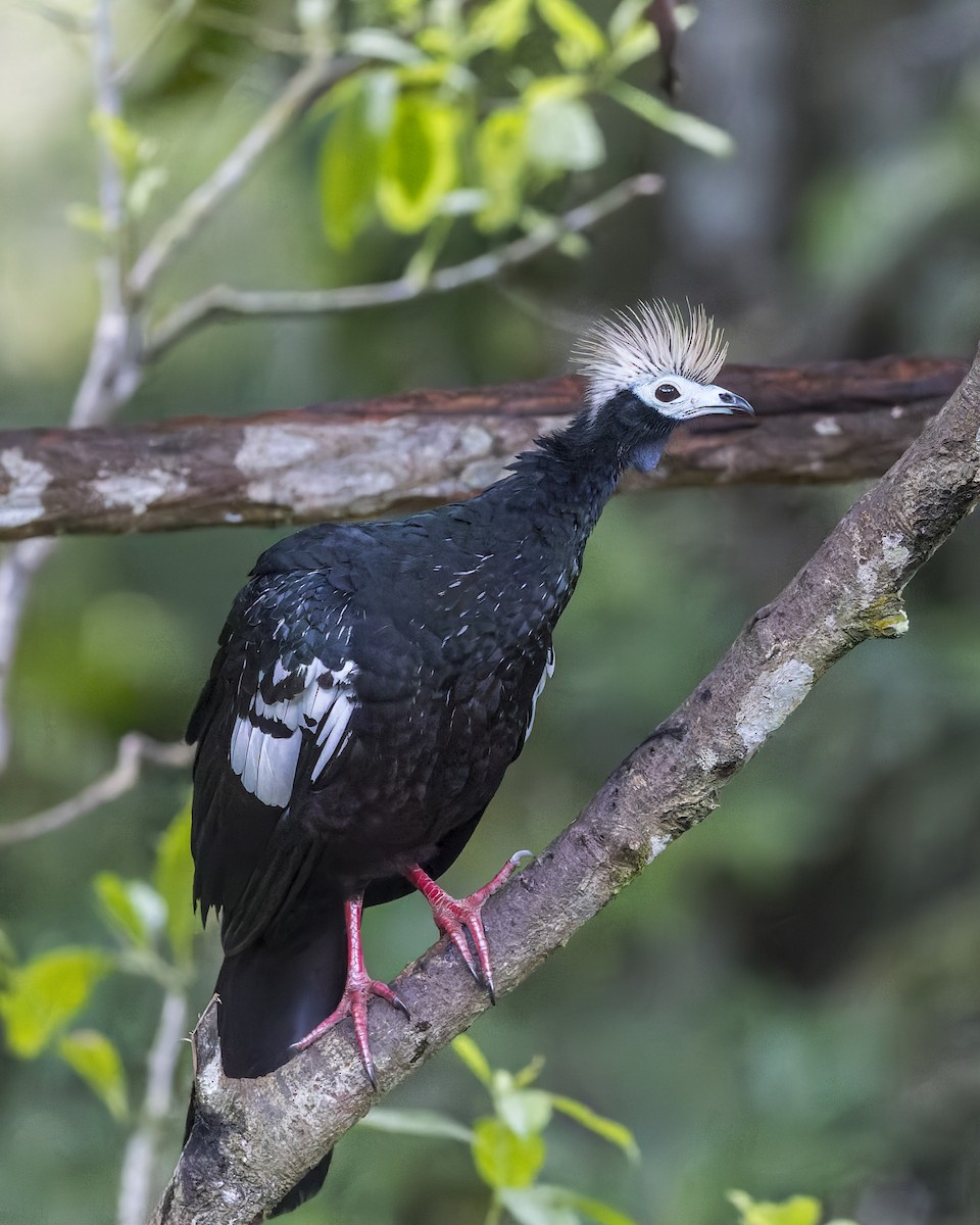 Blue-throated Piping-Guan - ML632435350