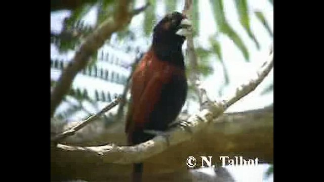 Chestnut Munia - ML632435395