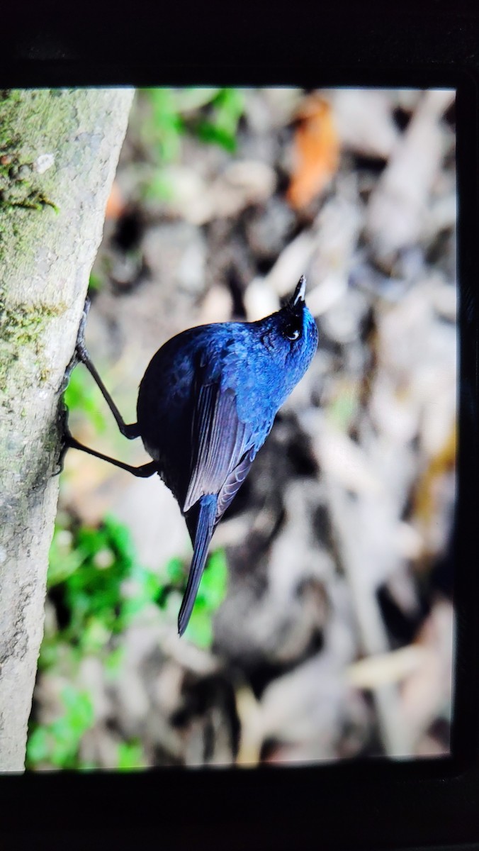 Blue-fronted Robin - ML632435488
