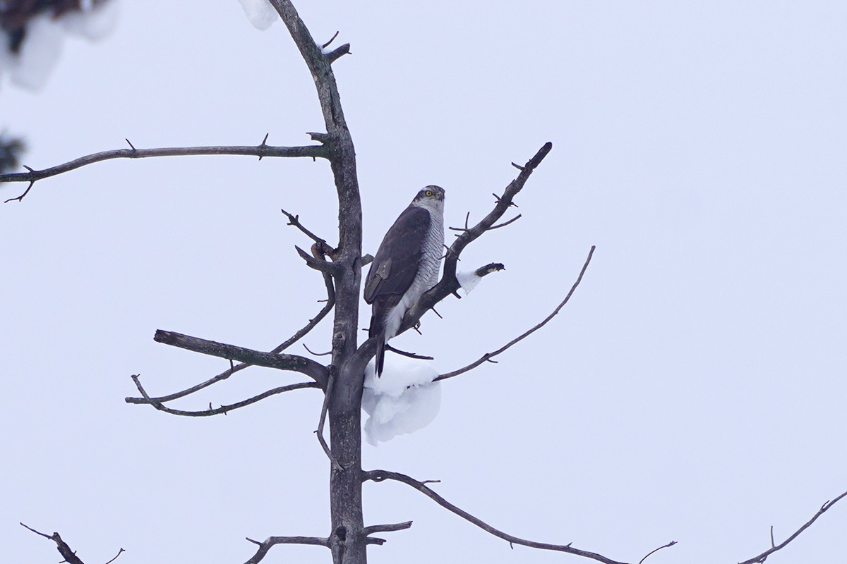 Үлэг харцага - ML632435552