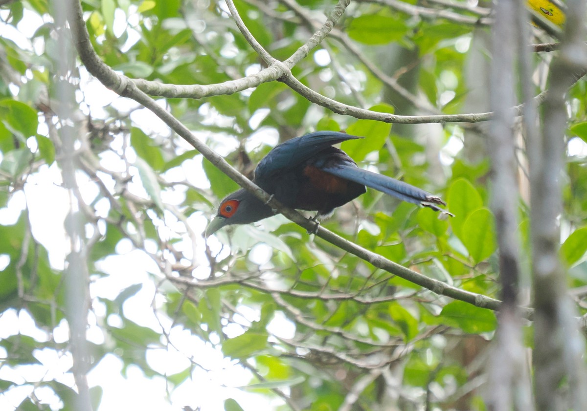 Chestnut-bellied Malkoha - ML632435554