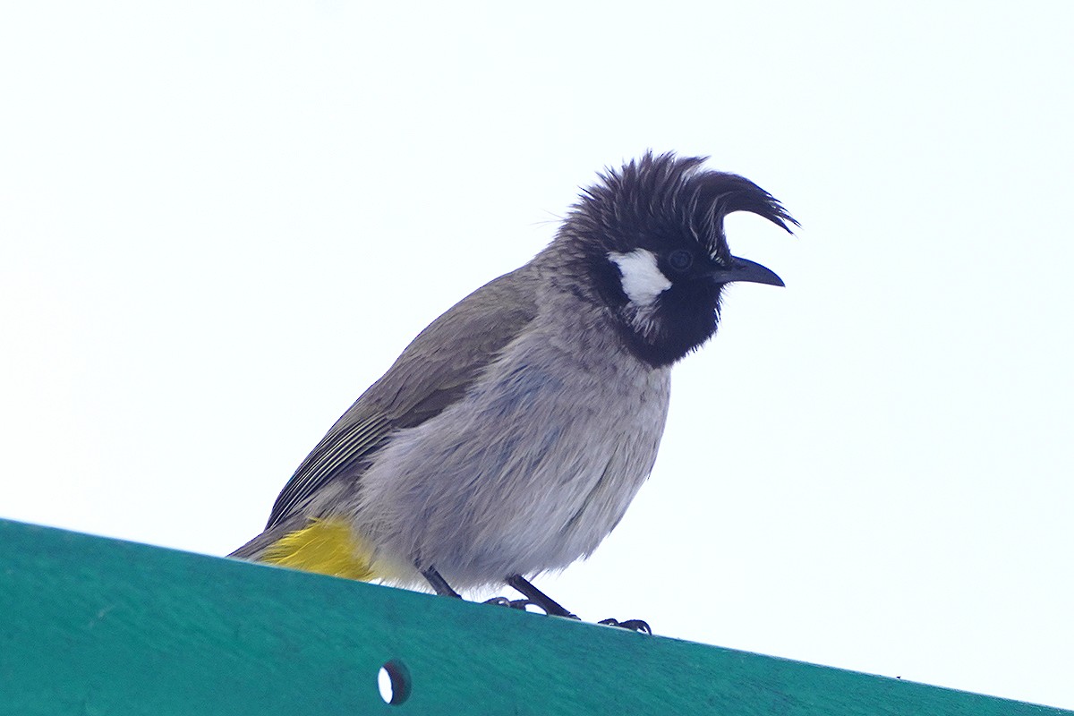Himalayan Bulbul - ML632435557