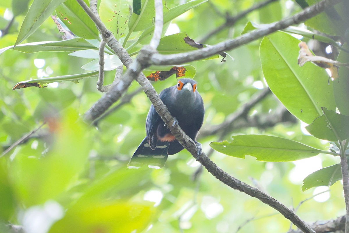 Chestnut-bellied Malkoha - ML632435560