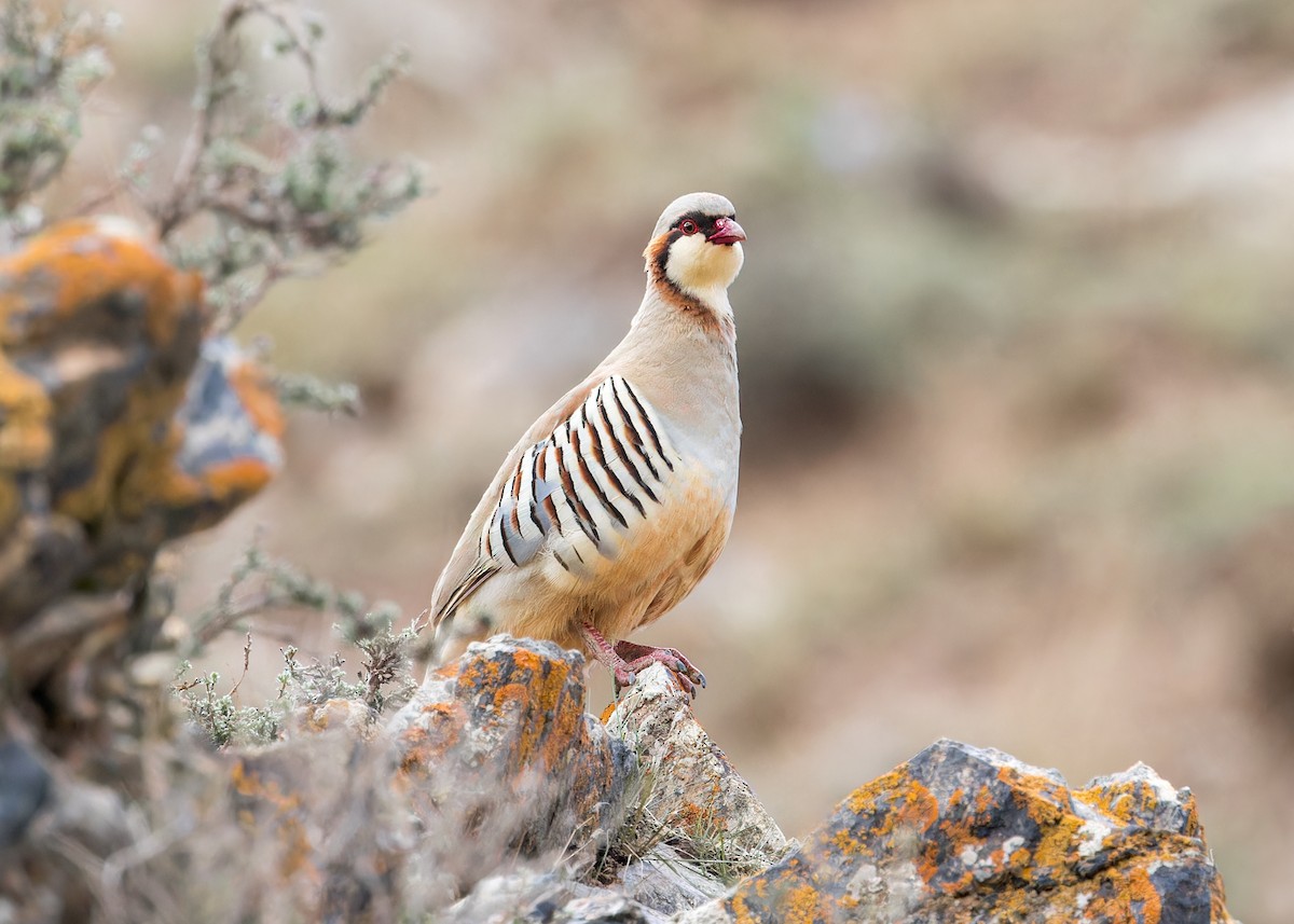 Przevalski's Partridge - ML632435578