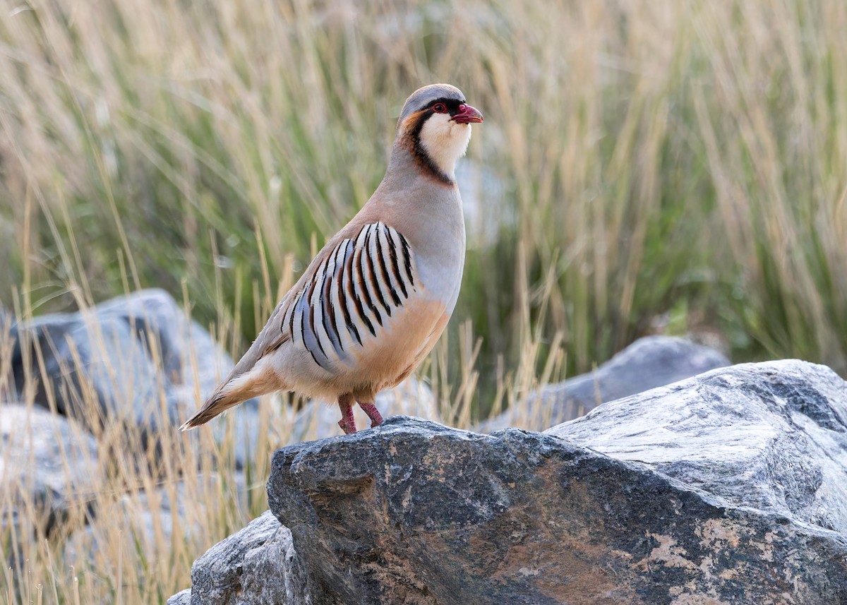 Przevalski's Partridge - ML632435579