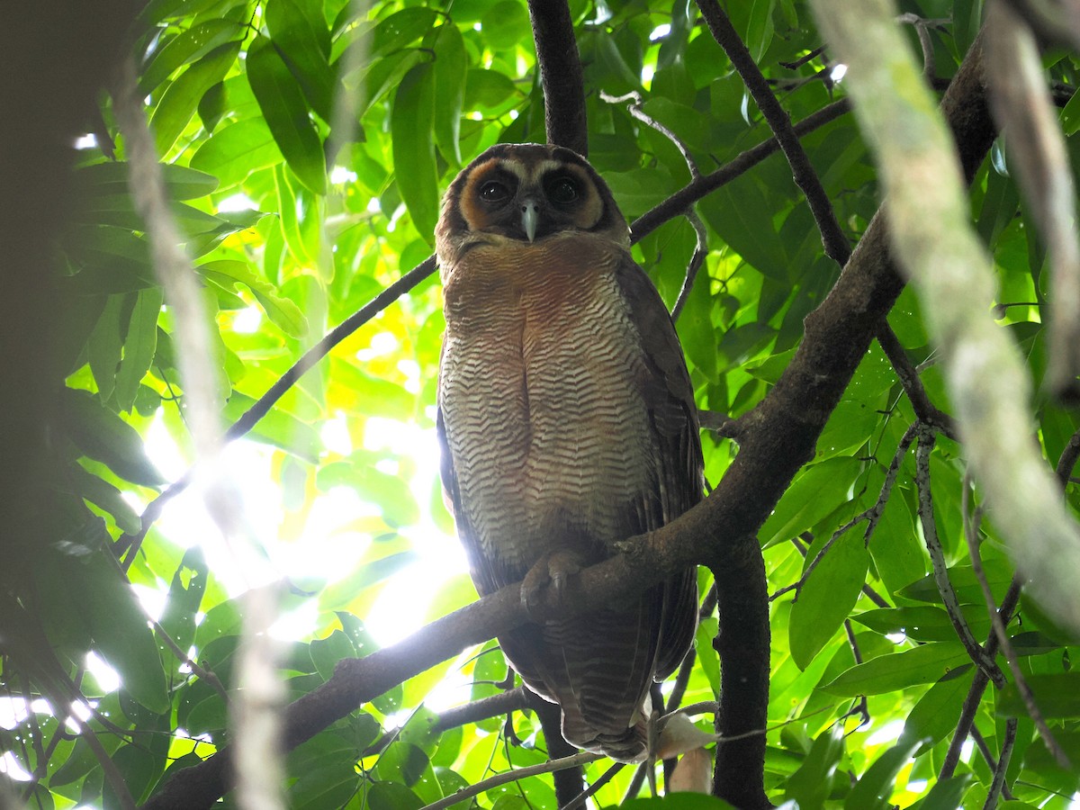 Brown Wood-Owl - ML632435583