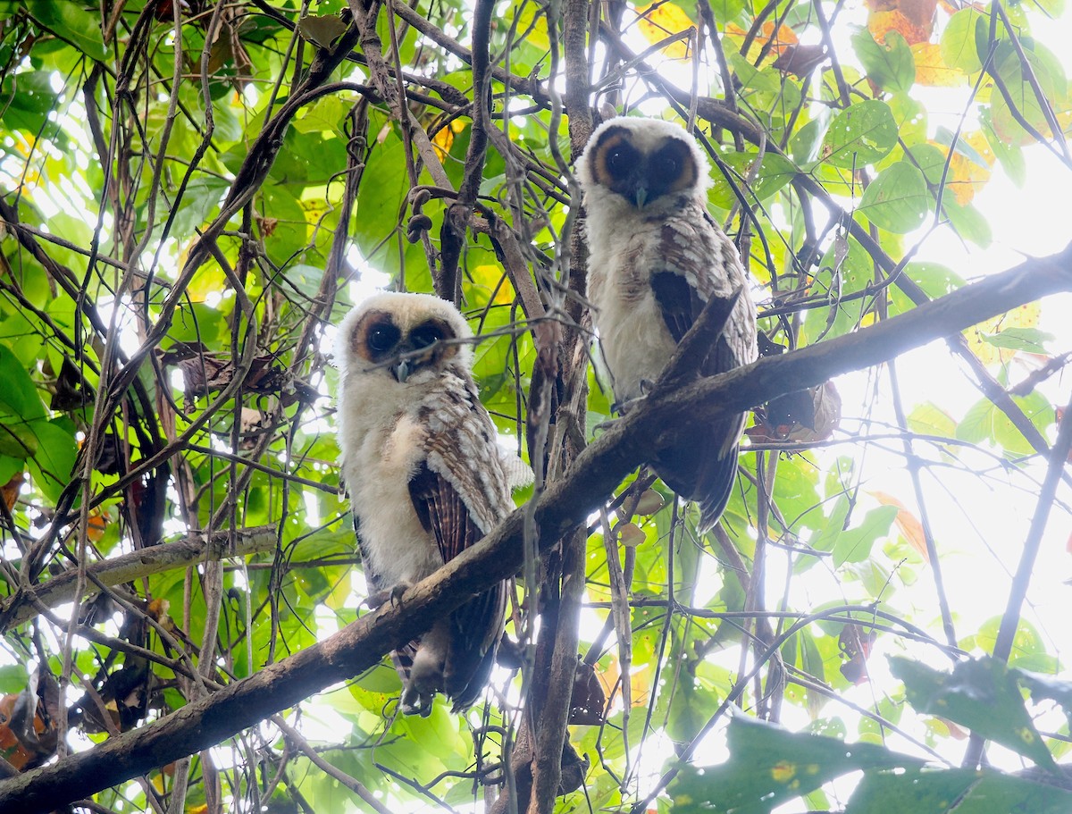 Brown Wood-Owl - ML632435592