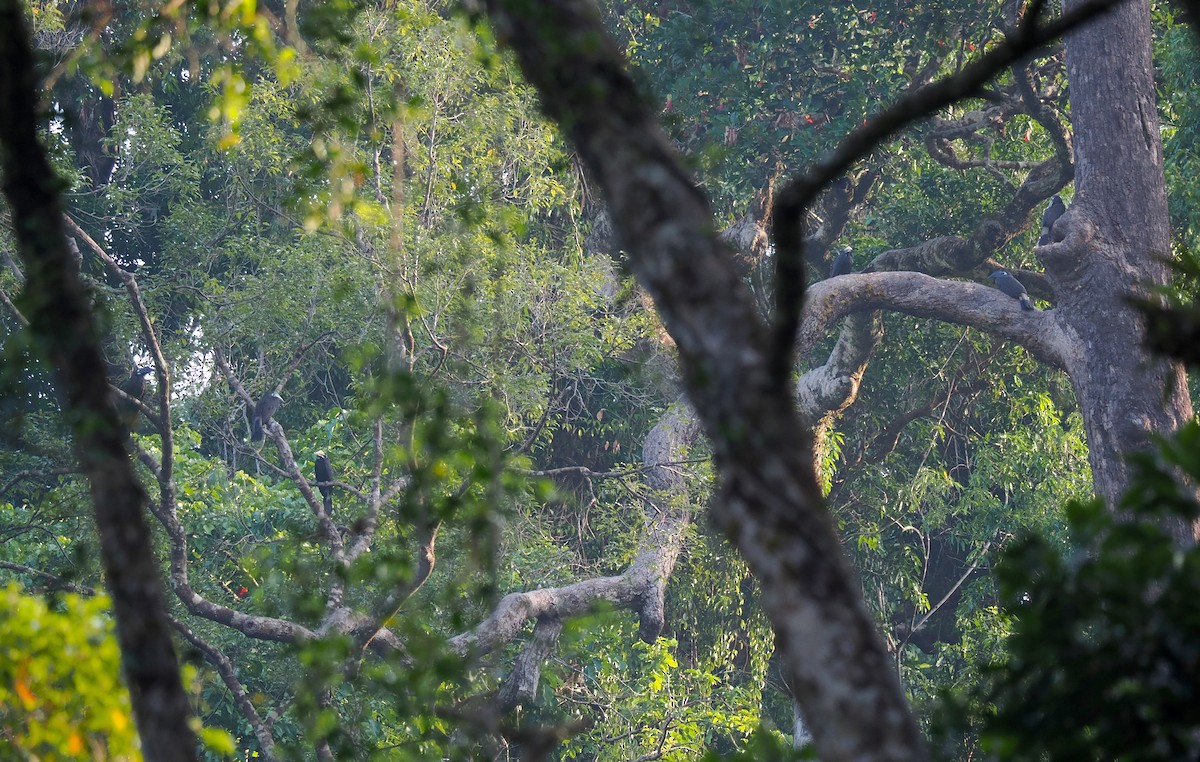 Bushy-crested Hornbill - ML632435594
