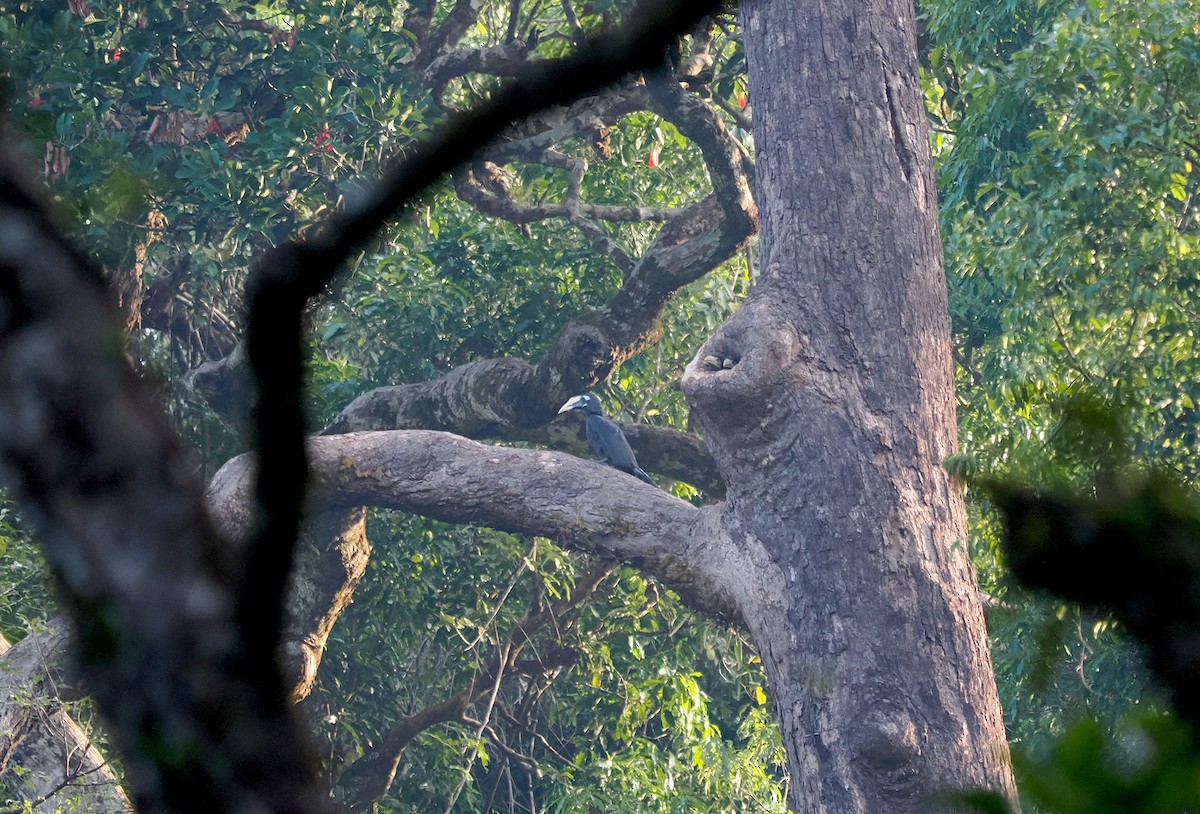 Bushy-crested Hornbill - ML632435612
