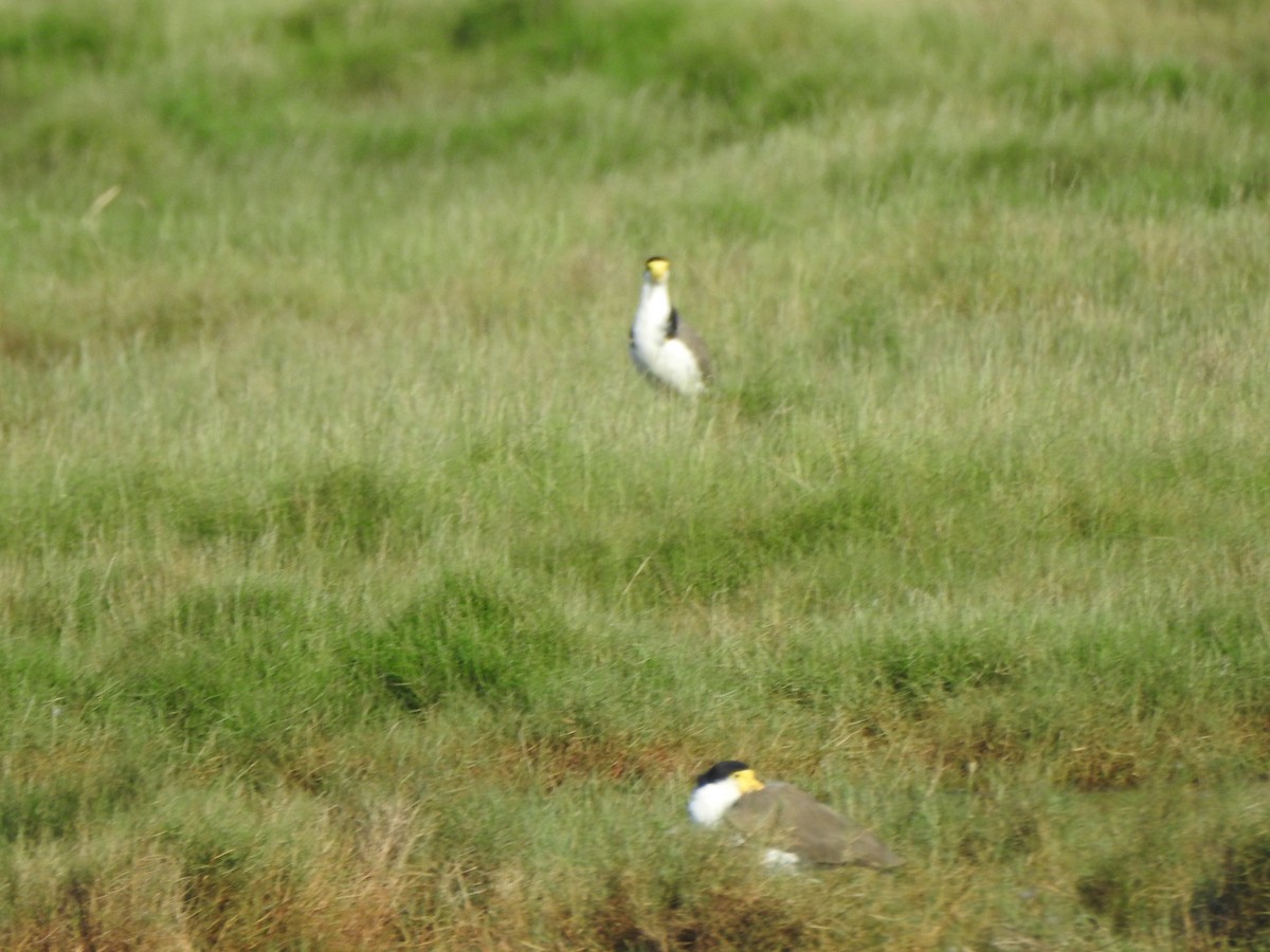 Masked Lapwing - ML632435616