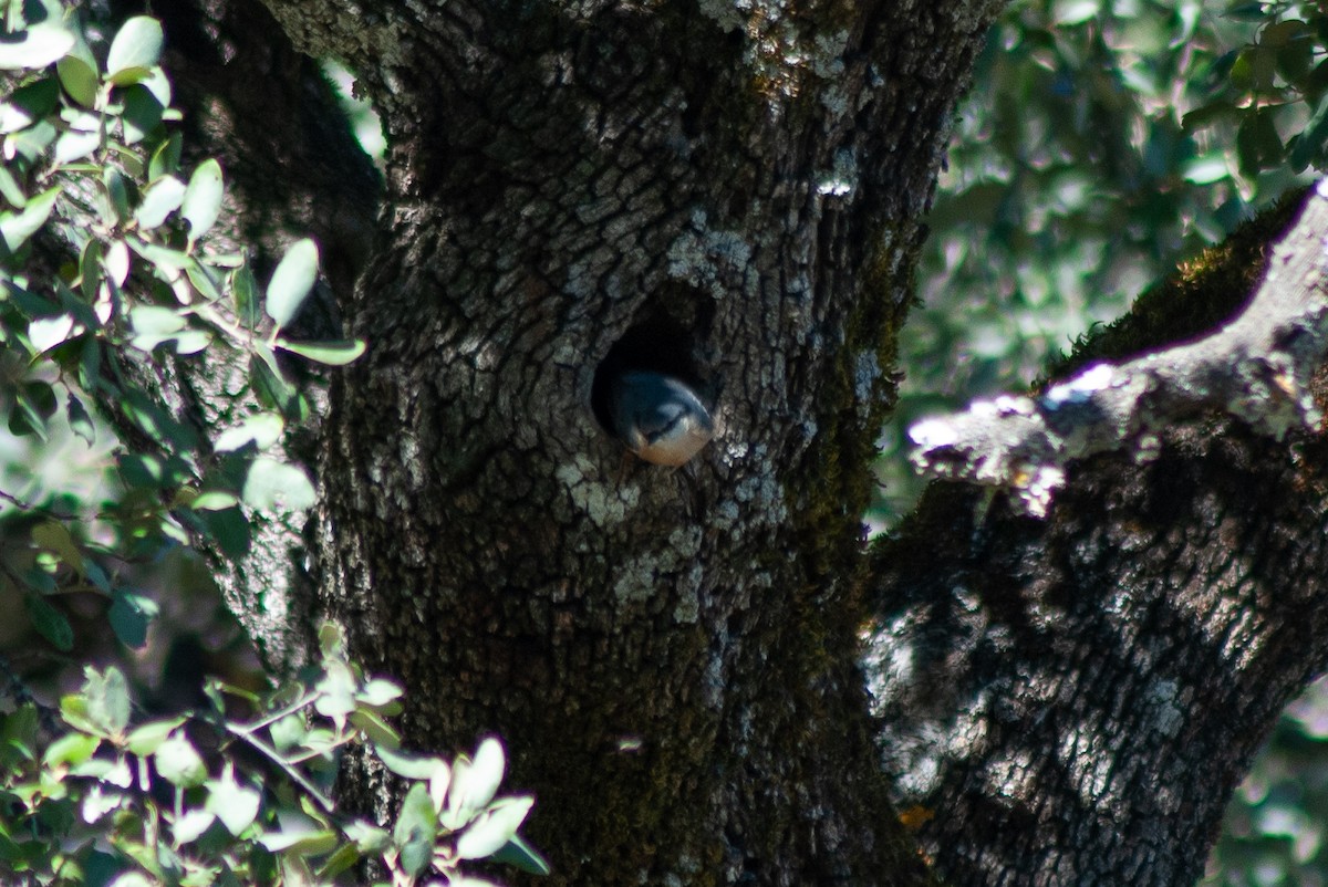 Eurasian Nuthatch - ML632435839
