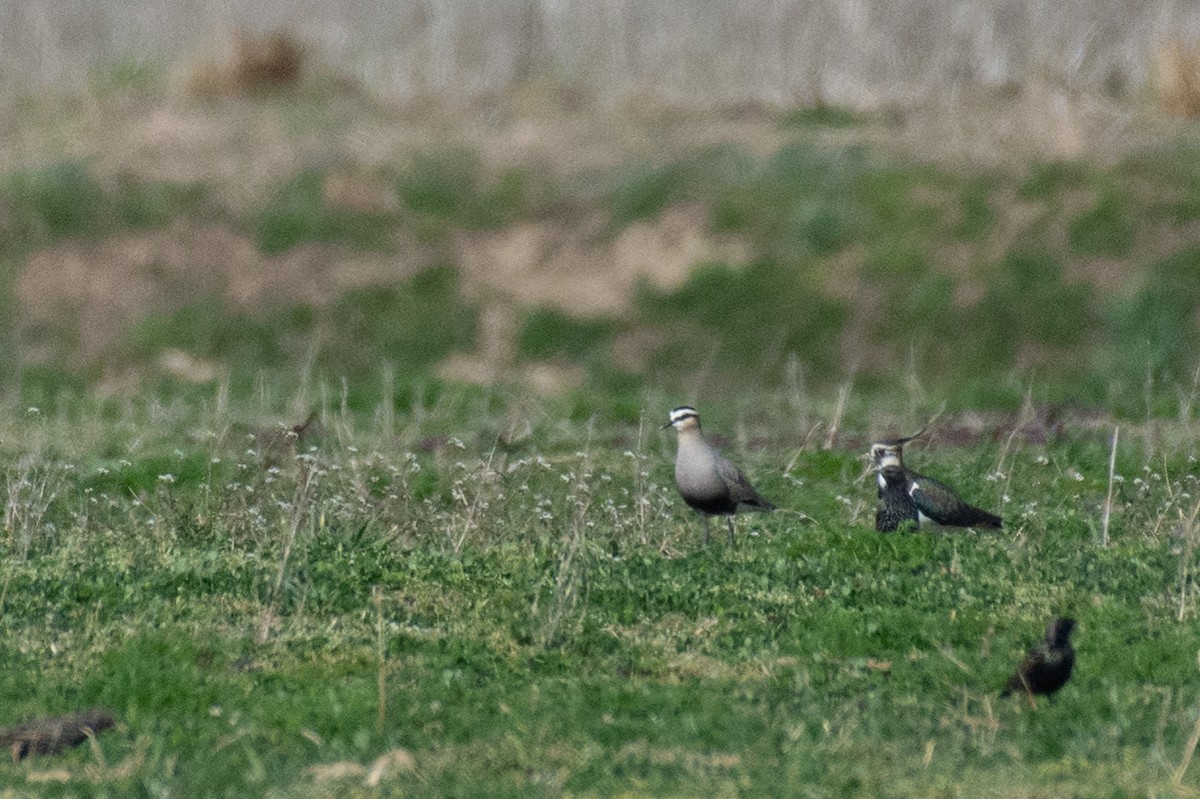 Sociable Lapwing - ML632435944